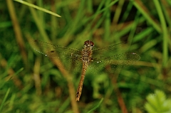 David Plant Photography - Wildlife Photography - Ruddy darter - C